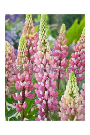 Łubin trwały 'The Chatelaine' Lupinus polyphyllus