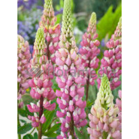 Łubin trwały 'The Chatelaine' Lupinus polyphyllus