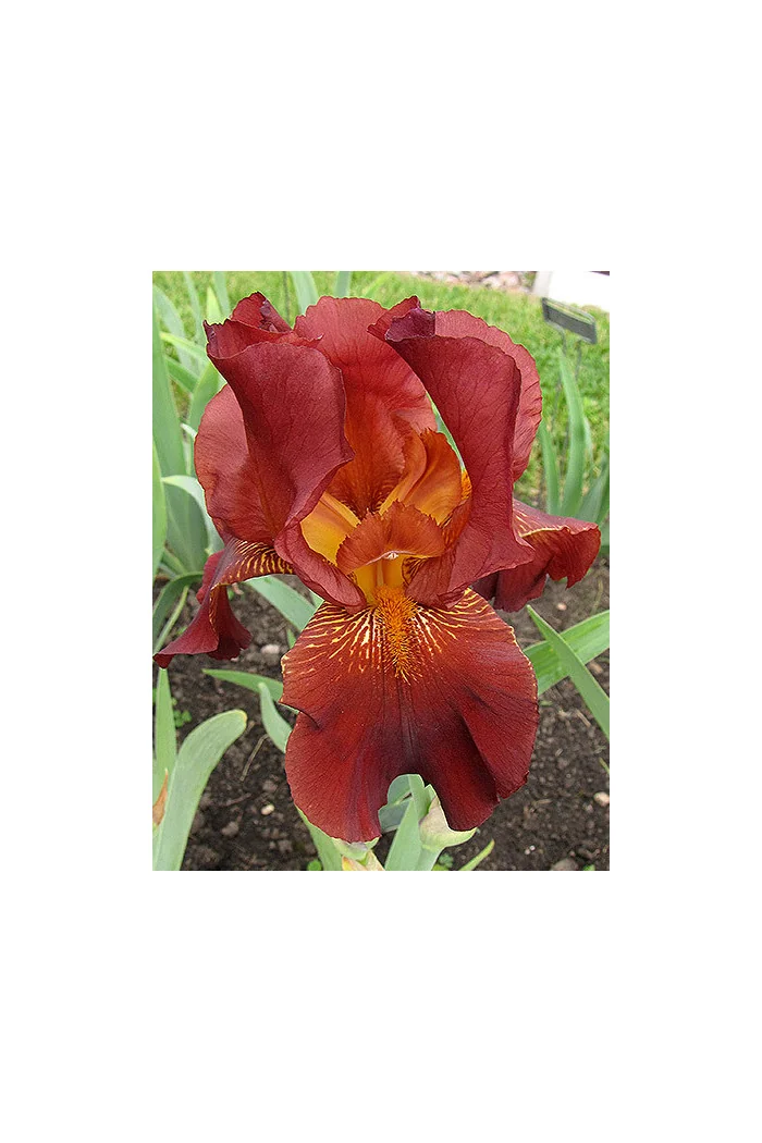 Kosaciec (Irys) amerykański 'Caldron’ | Iris