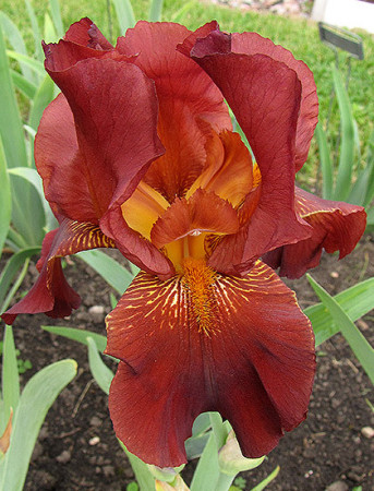 Kosaciec (Irys) amerykański 'Caldron’ | Iris