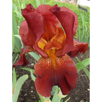 Kosaciec (Irys) amerykański 'Caldron’ | Iris