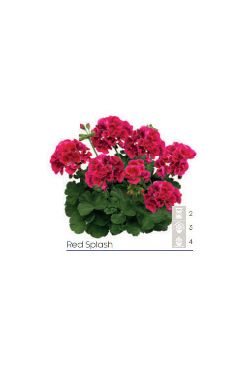 Pelargonia Calioppe 'Red Splash'