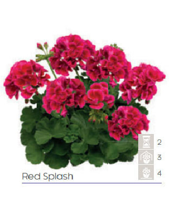 Pelargonia Calioppe 'Red Splash'
