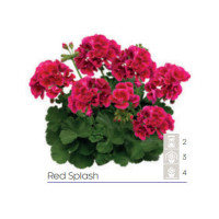 Pelargonia Calioppe 'Red Splash'