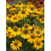 Jeżówka 'Kismet Yellow' | Echinacea