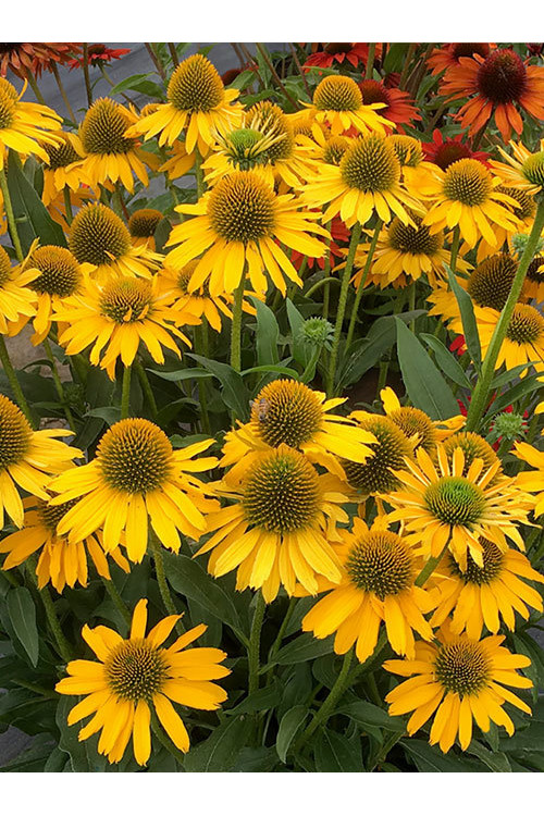 Jeżówka 'Kismet Yellow' | Echinacea