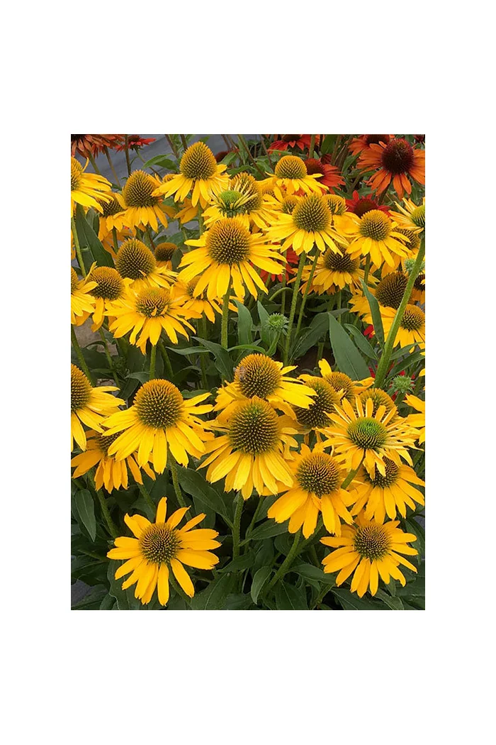 Jeżówka 'Kismet Yellow' | Echinacea