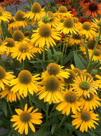 Jeżówka 'Kismet Yellow' | Echinacea