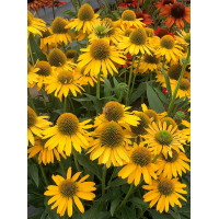 Jeżówka 'Kismet Yellow' | Echinacea