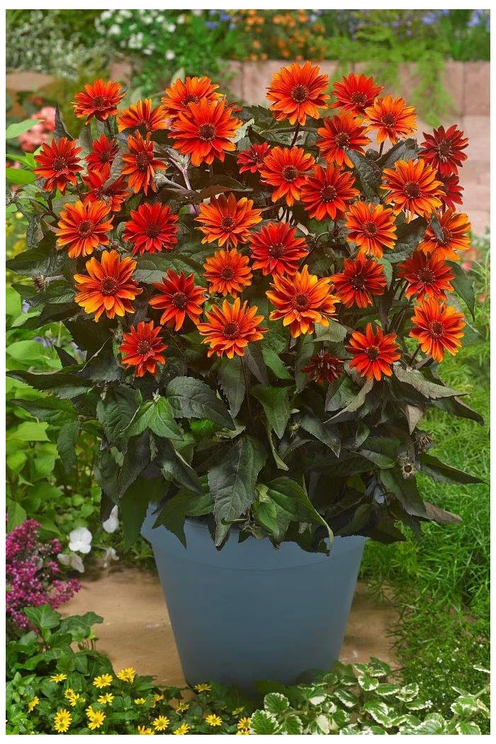 Słoneczniczek szorstki 'Fire Twister' | Heliopsis helianthoides