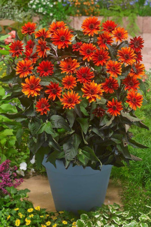 Słoneczniczek szorstki 'Fire Twister' | Heliopsis helianthoides