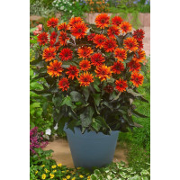 Słoneczniczek szorstki 'Fire Twister' | Heliopsis helianthoides