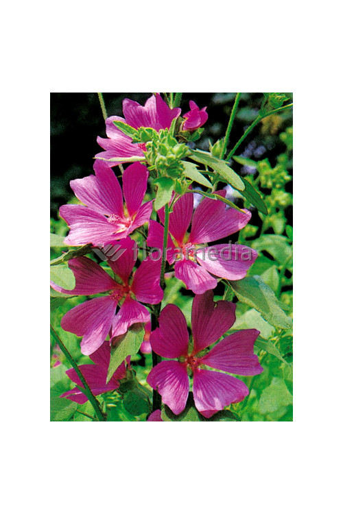 Ślazówka 'Burgundy Wine' | Lavatera