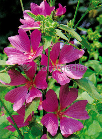 Ślazówka 'Burgundy Wine' | Lavatera