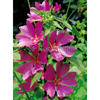 Ślazówka 'Burgundy Wine' | Lavatera