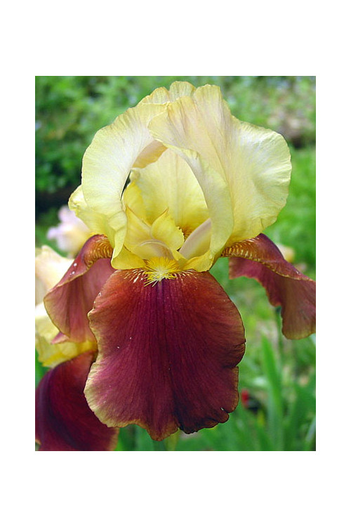 Kosaciec (Irys) bródkowy 'Broadway Star' | Iris germanica