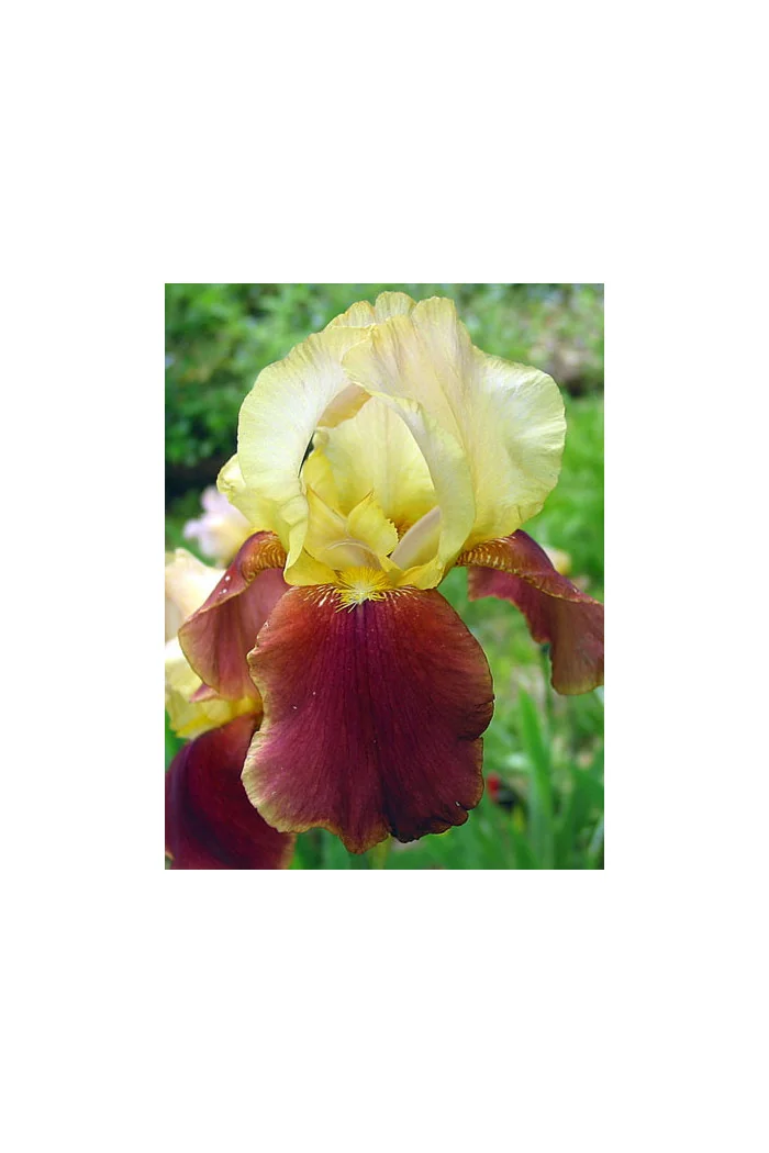 Kosaciec (Irys) bródkowy 'Broadway Star' | Iris germanica