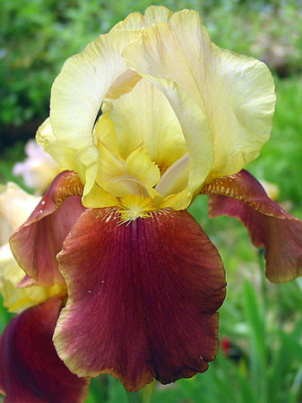 Kosaciec (Irys) bródkowy 'Broadway Star' | Iris germanica