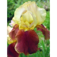 Kosaciec (Irys) bródkowy 'Broadway Star' | Iris germanica