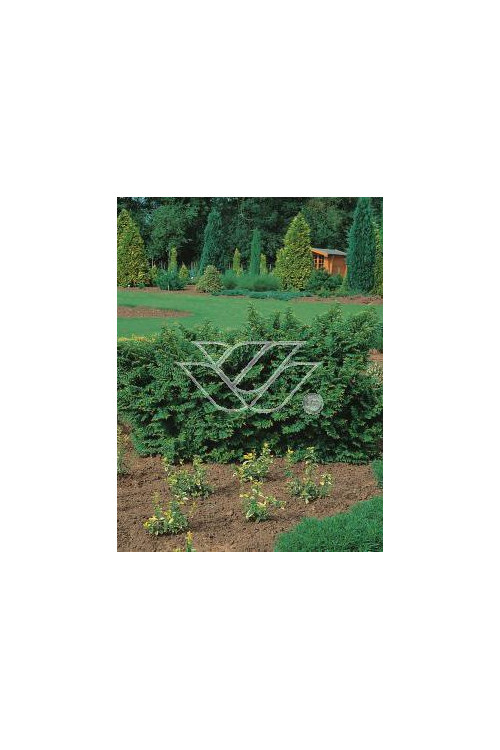 wiąz, wiąz holenderski,ulmus, ulmus hollandica