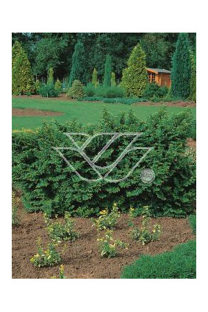 wiąz, wiąz holenderski,ulmus, ulmus hollandica