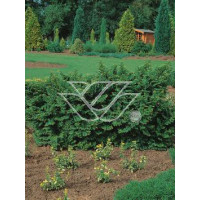 wiąz, wiąz holenderski,ulmus, ulmus hollandica