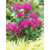 Floks wiechowaty 'Famous Magenta' | Phlox panniculata