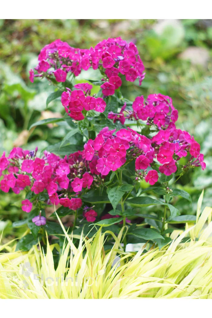 Floks wiechowaty 'Famous Magenta' | Phlox panniculata