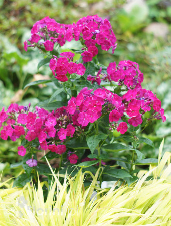 Floks wiechowaty 'Famous Magenta' | Phlox panniculata