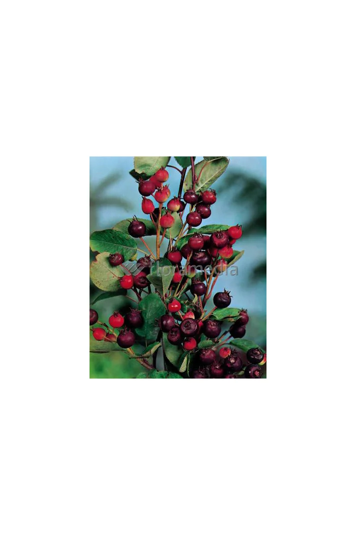 Świdośliwa 'Obelisk' | Amelanchier