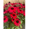 Jeżówka 'Sensation Red | Echinacea