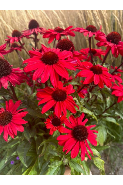 Jeżówka 'Sensation Red | Echinacea