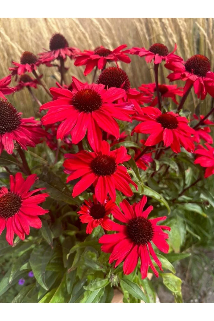 Jeżówka 'Sensation Red | Echinacea