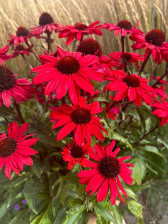 Jeżówka 'Sensation Red | Echinacea