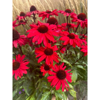 Jeżówka 'Sensation Red | Echinacea