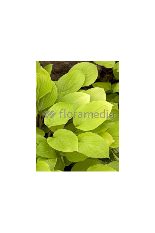 Funkia 'Fire Island' Hosta