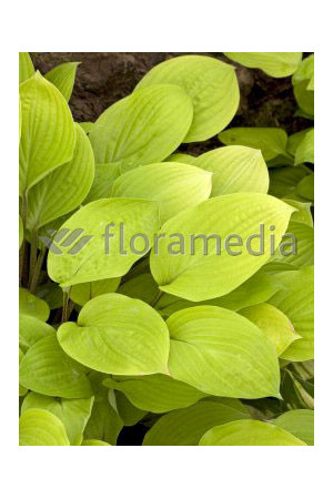 Funkia 'Fire Island' Hosta