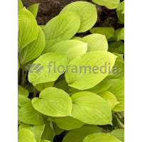 Funkia 'Fire Island' Hosta
