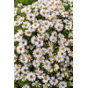 Aster krzaczasty 'Schneekissen' Aster dumosus
