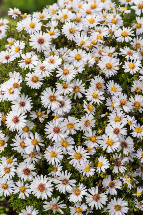 Aster krzaczasty 'Schneekissen' Aster dumosus
