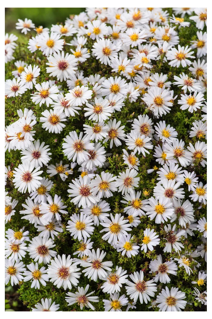 Aster krzaczasty 'Schneekissen' Aster dumosus