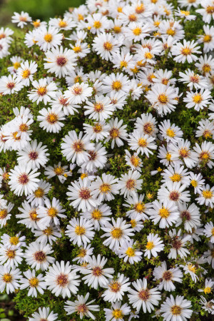 Aster krzaczasty 'Schneekissen' Aster dumosus