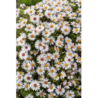Aster krzaczasty 'Schneekissen' Aster dumosus