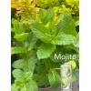 Mięta 'Mojito' | Mentha spcata 'Mojito'