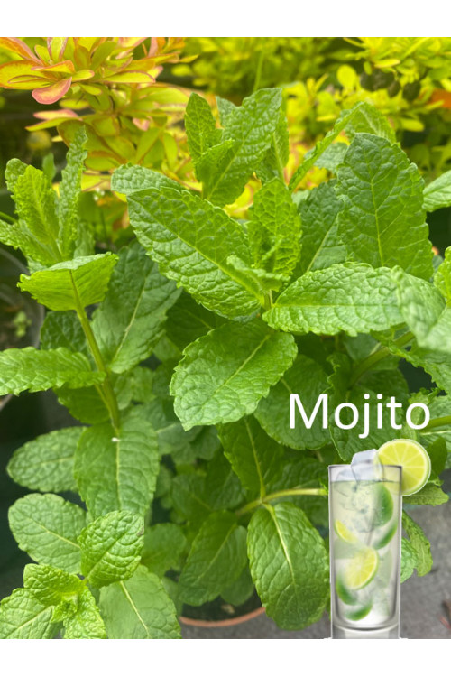 Mięta 'Mojito' | Mentha spcata 'Mojito'