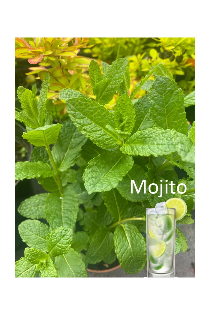 Mięta 'Mojito' | Mentha spcata 'Mojito'