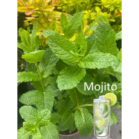 Mięta 'Mojito' | Mentha spcata 'Mojito'