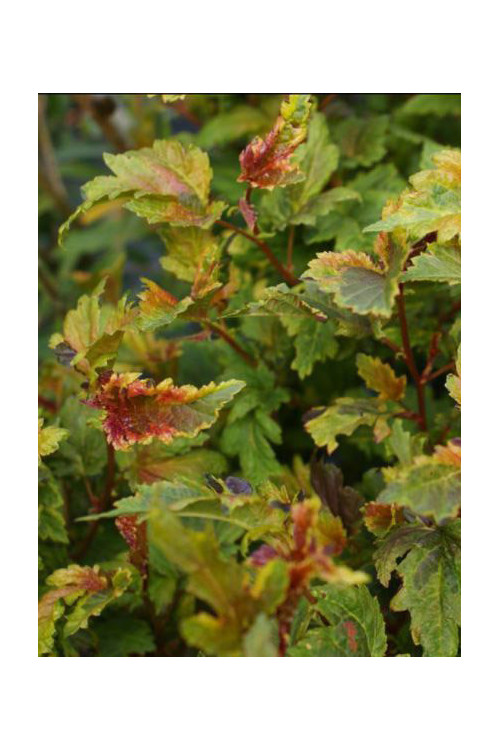 Pęcherznica kalinolistna 'Chameleon' Physocarpus opulifolius