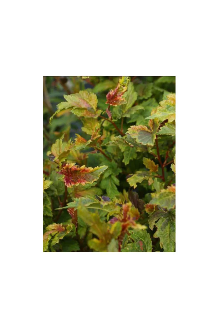 Pęcherznica kalinolistna 'Chameleon' Physocarpus opulifolius