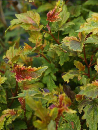 Pęcherznica kalinolistna 'Chameleon' Physocarpus opulifolius